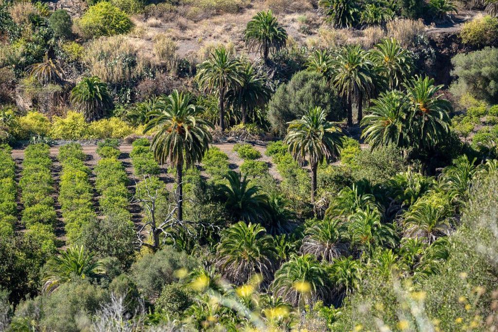 Appartamento Palmengarten Nahe Yumbo Playa Del Inglés